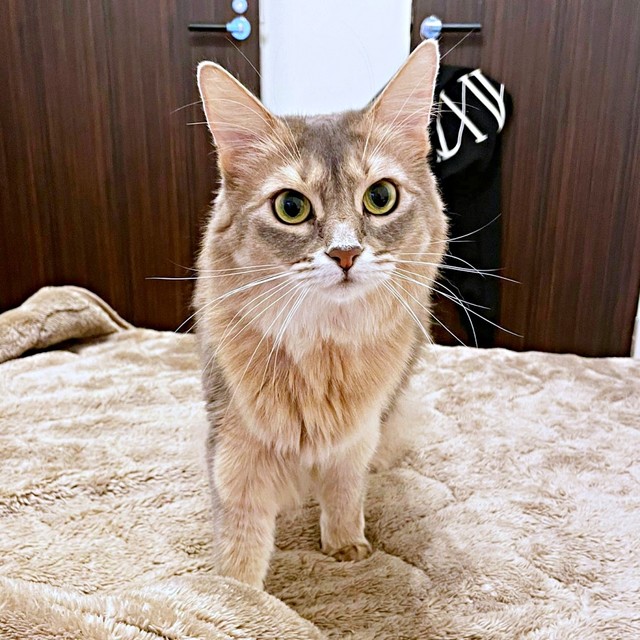 ベッドにやって来て飼い主さんを見つめるハナちゃん（画像提供：とりゆねこさん）