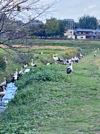 水路に集まったコウノトリーー貴重な一枚が話題に（画像提供：なつまきさん）