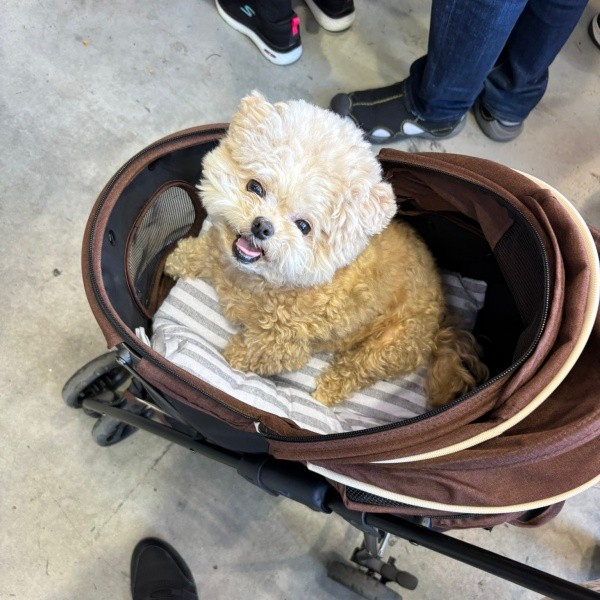 にっこり笑顔がキュートなふわちゃん（画像提供：ふわパパさん）