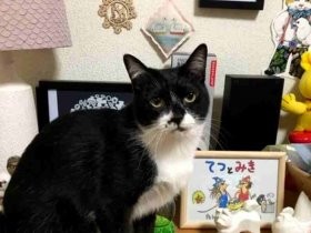 カラオケボックスで見つかった子猫　高齢犬と穏やかに暮らす