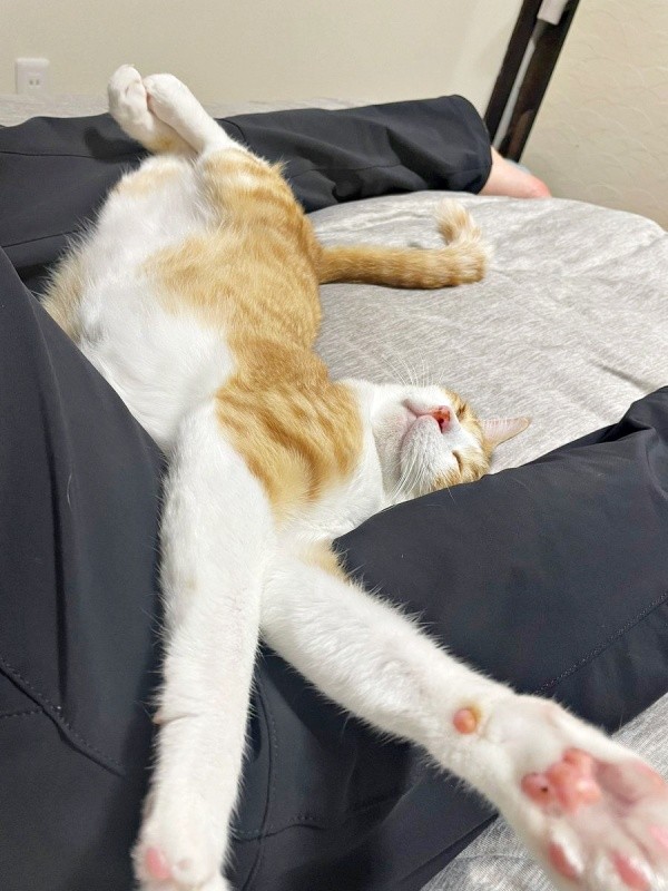 足の間で眠る月ちゃん（画像提供：たちつてとさん）