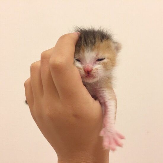 家にきたころの「ミミ」