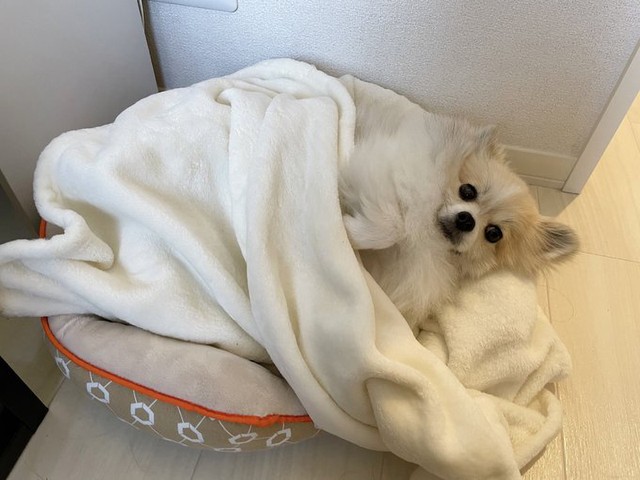 毛布にくるまれて（画像提供：ちくわ△(ポメ)さん）