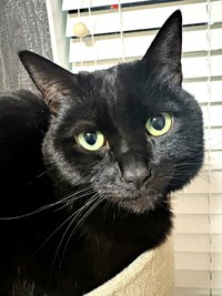 宝石のような瞳が素敵なあずきちゃん（画像提供：あずきさん）