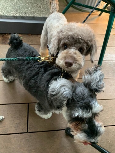 家に来て初めての週末、友達家族と散歩トレーニングの後、カフェに（手前はお友達のソラちゃん）