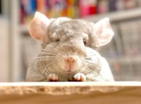 何か言いたげな表情でこちらを見つめるぴのちゃん（提供：チンチラのぴのさん）