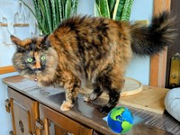 タヌキのような尻尾になったみたらしちゃん（画像提供：少年さん）