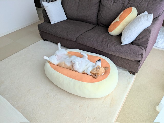 お気に入りのチーズ蒸しケーキの上で眠るこまちちゃん（提供：こまち@彩さん）