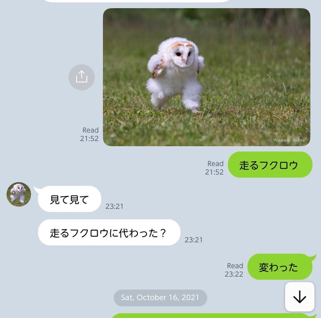 （りんたまさん提供）