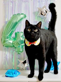 2025年9月6日、4歳の誕生日を迎えたすずりちゃん（画像提供：黒猫のすずりさん）