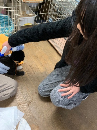 捕獲直後の子犬のマダニを落としているところ