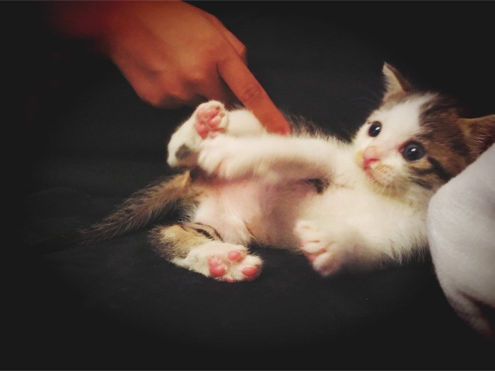 こちょこちょ、くすぐったいよ♡