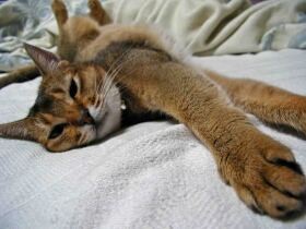 怖がりで怒りんぼうな猫「ディーナ」　ウナギの頭に猫パンチ