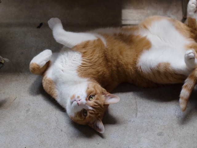 「背みがきなら喜んでやるけどね」（小林写函撮影）