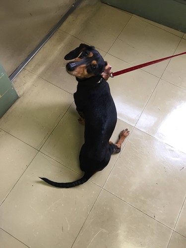 東京都動物愛護センター（多摩支所）にいた時のベル。ブリーダーに遺棄され、引き出した時は後ろ脚が動かなかった（かずきさん提供）