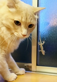 ヤモリと麻呂くん（画像提供：Kamui_310さん）