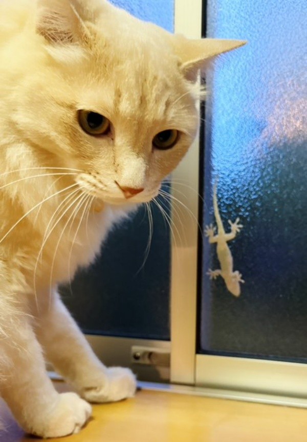 ヤモリと麻呂くん（画像提供：Kamui_310さん）