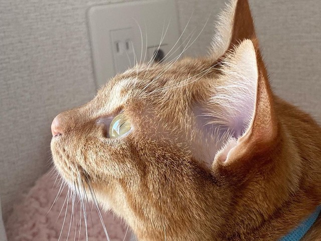 外にいる鳥をロックオン