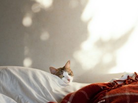 夫を慕い片時も離れたくない子猫「ピーヤ」　こんなにも深い信頼関係が築けるなんて