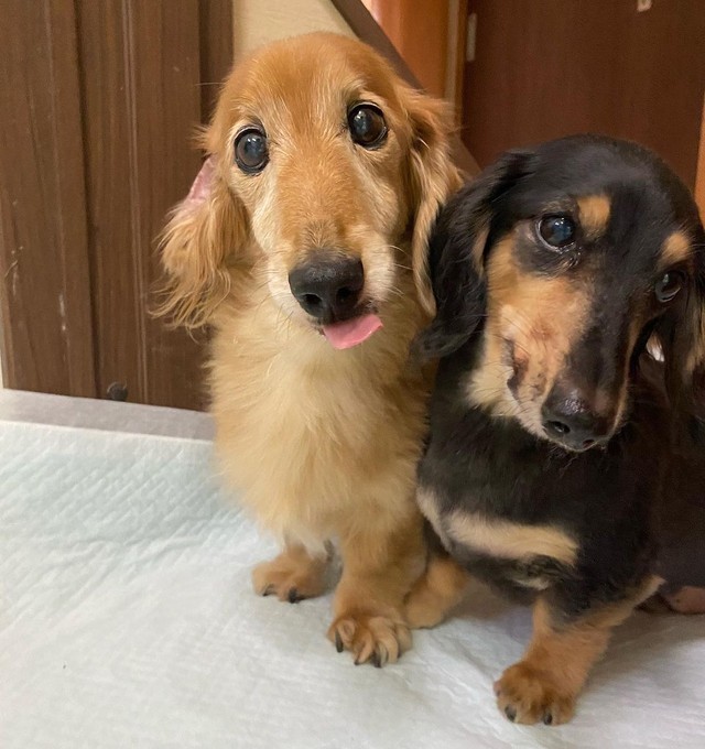 後から来た元保護犬のハンちゃんと＝shakyamunico0408さん提供