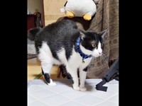 視線を外して考えこむウシくん（画像提供：ヤギ ウシさん）