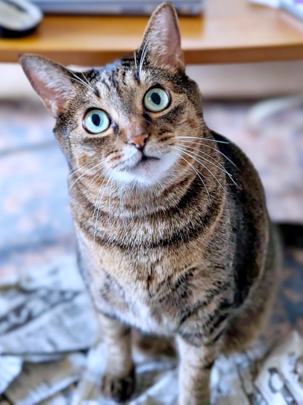 きゅるんとした瞳で飼い主さんを見つめるかまどちゃん（画像提供：たまご@猫とごはんさん）