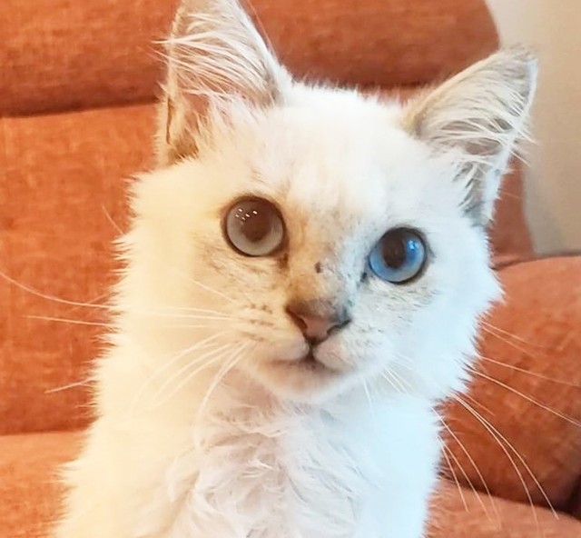 猫ちゃん　割れあり　節抜けあり　現品処分 kazu✨ on X: 