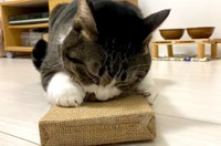 マタタビの匂いがたまらにゃい？（「ふうちゃん」さん提供、Twitterよりキャプチャ撮影）