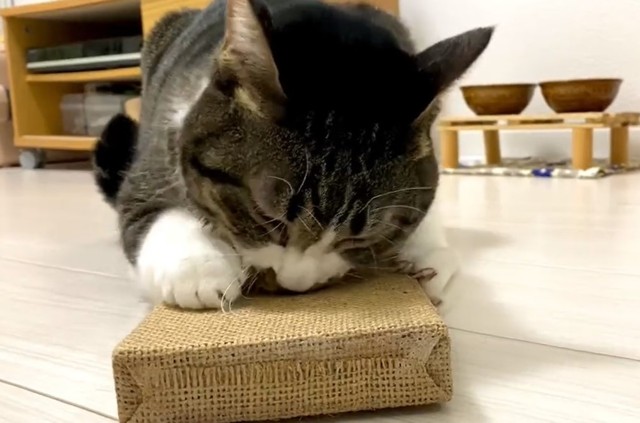 マタタビの匂いがたまらにゃい？（「ふうちゃん」さん提供、Twitterよりキャプチャ撮影）