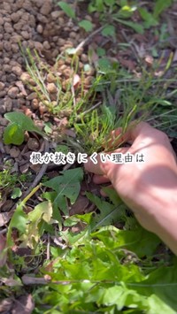 スギナが抜きにくい理由についても動画内で解説／たよらこさん（@tayorako）提供