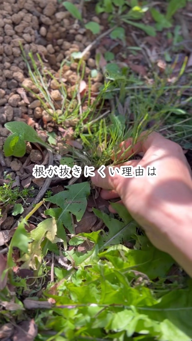 スギナが抜きにくい理由についても動画内で解説／たよらこさん（@tayorako）提供