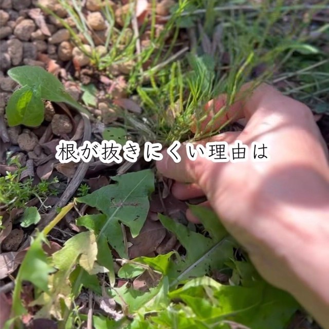 スギナが抜きにくい理由についても動画内で解説／たよらこさん（@tayorako）提供