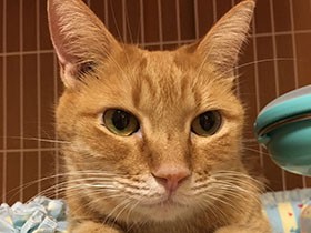 交通事故で母を失った野良の子猫　譲渡先から再び我が家に