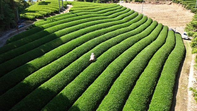 新緑が美しい茶畑（提供：茶農家の杉ちゃん【和束町】さん）