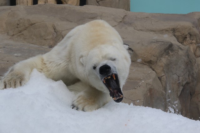 エサ探し中に吹き付ける雪にすごむみゆき…。人間でいえばおばあちゃまですが…野性むき出しです