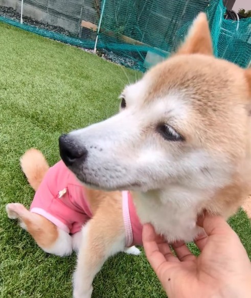 ナデナデされて気持ちよさそう