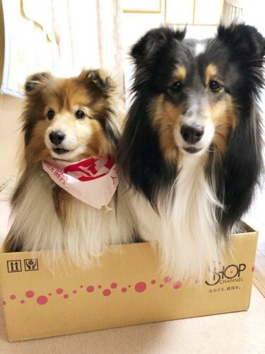 めいとそら（ＣＡＰＰチーム提供）