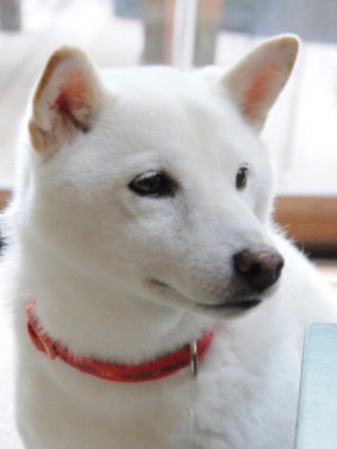 幸子さんがお気に入りのおここちゃんショット、真っ白いきれいなお顔（写真提供：幸子さん）