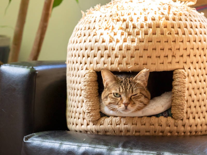 ウヌは猫ちぐらの中、ウインクいただきました