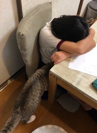 座っていても泣き止まないので、懐に入る＝もずく＆こんぶ（保護猫・姉弟）さん（@mozukon_xiaomao）提供
