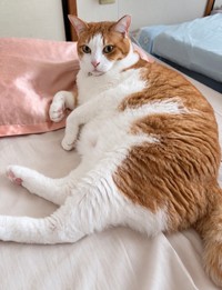 現在のふうた（10歳）（yopichさん提供）