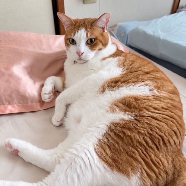 現在のふうた（10歳）（yopichさん提供）