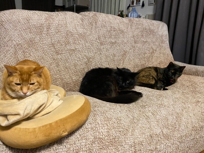 ミュウ、ジジ、レオ　キャラはそれぞれだけど３匹とも「抱っこ」が大好き（辻さん提供）