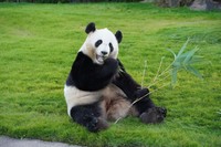 アドベンチャーワールドのユイヒン＝2024年12月1日、和歌山県白浜町、荒ちひろ撮影