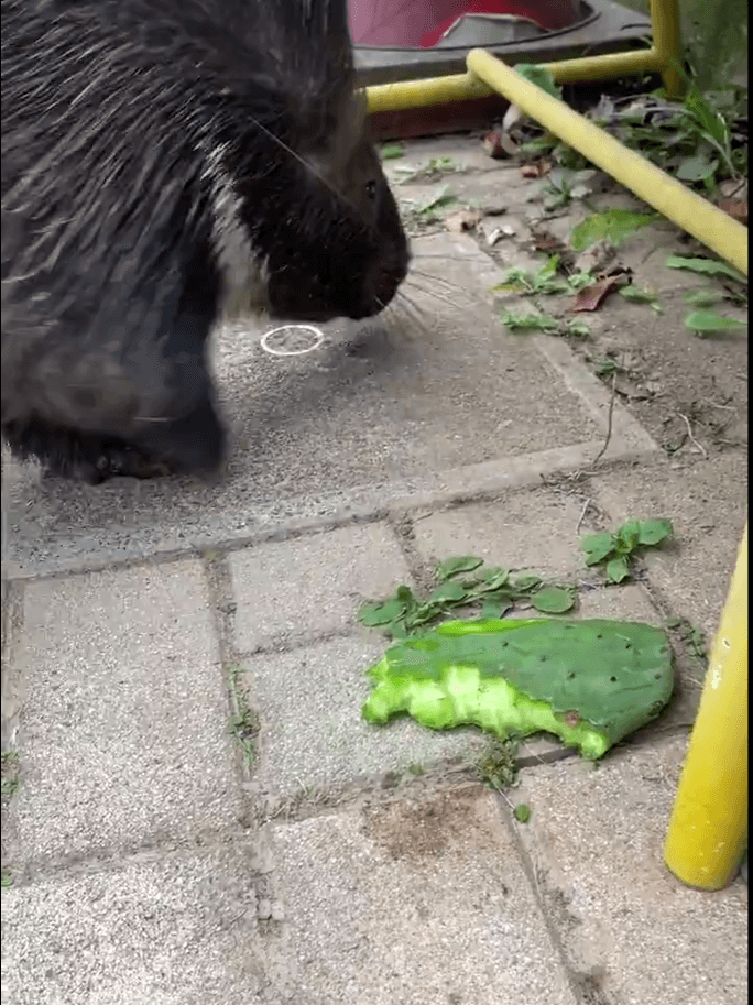 ちょっと残してごちそうさま