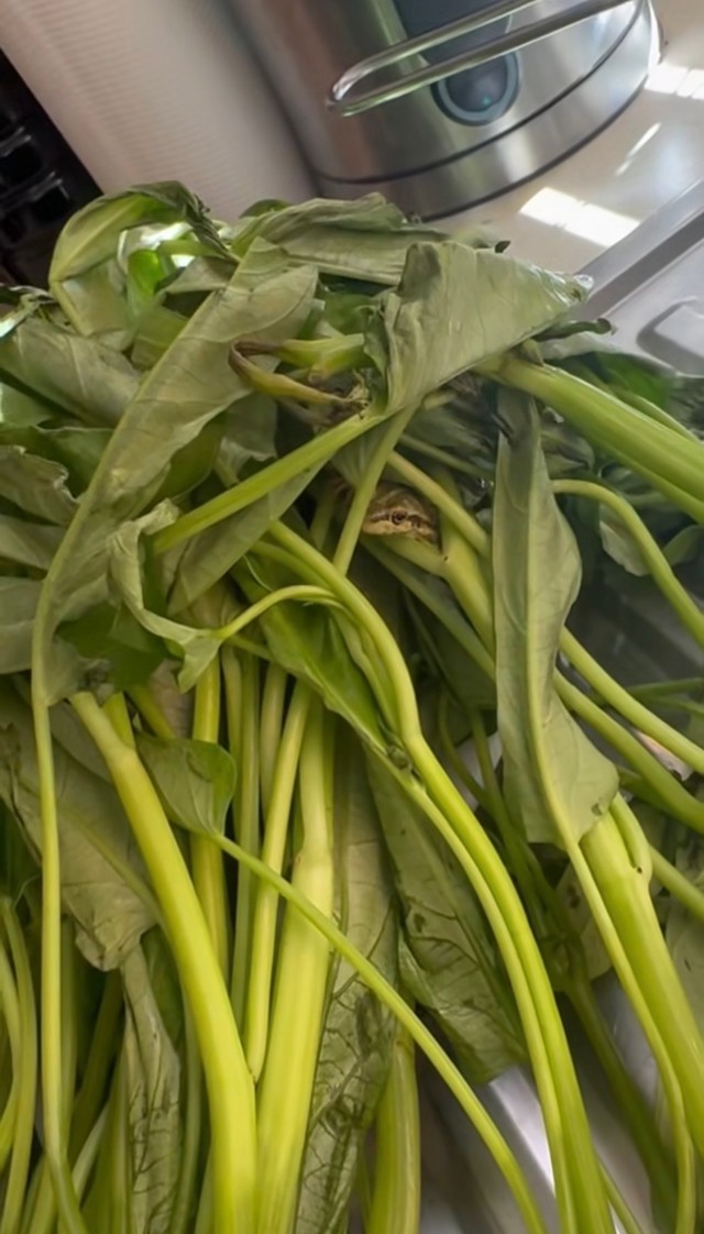 冷蔵庫から空芯菜を取り出したら中からカエルが／ちぃさきさん（@shintotosakina）提供