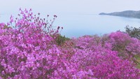 牛窓神社のツツジが見頃　瀬戸内海との競演も　瀬戸内市