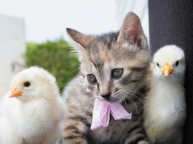 保護された赤ちゃん猫　ヒヨコと一緒に遊ぶ　究極のいやし写真集