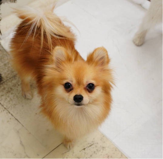 もう１匹のUGの現リーダー、ポメラニアン「なっぱ」（UG DOGS提供）