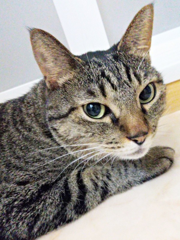 雷嫌い！ じっと縮こまる茶さん（画像提供：MERRY and BRIGHTさん）